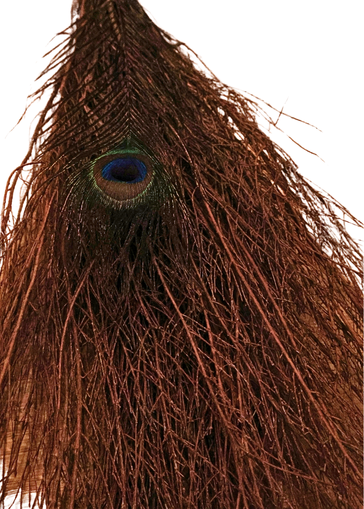 36" Cinnamon Witch's Broom